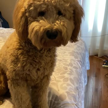 Wesker wants to go play outside