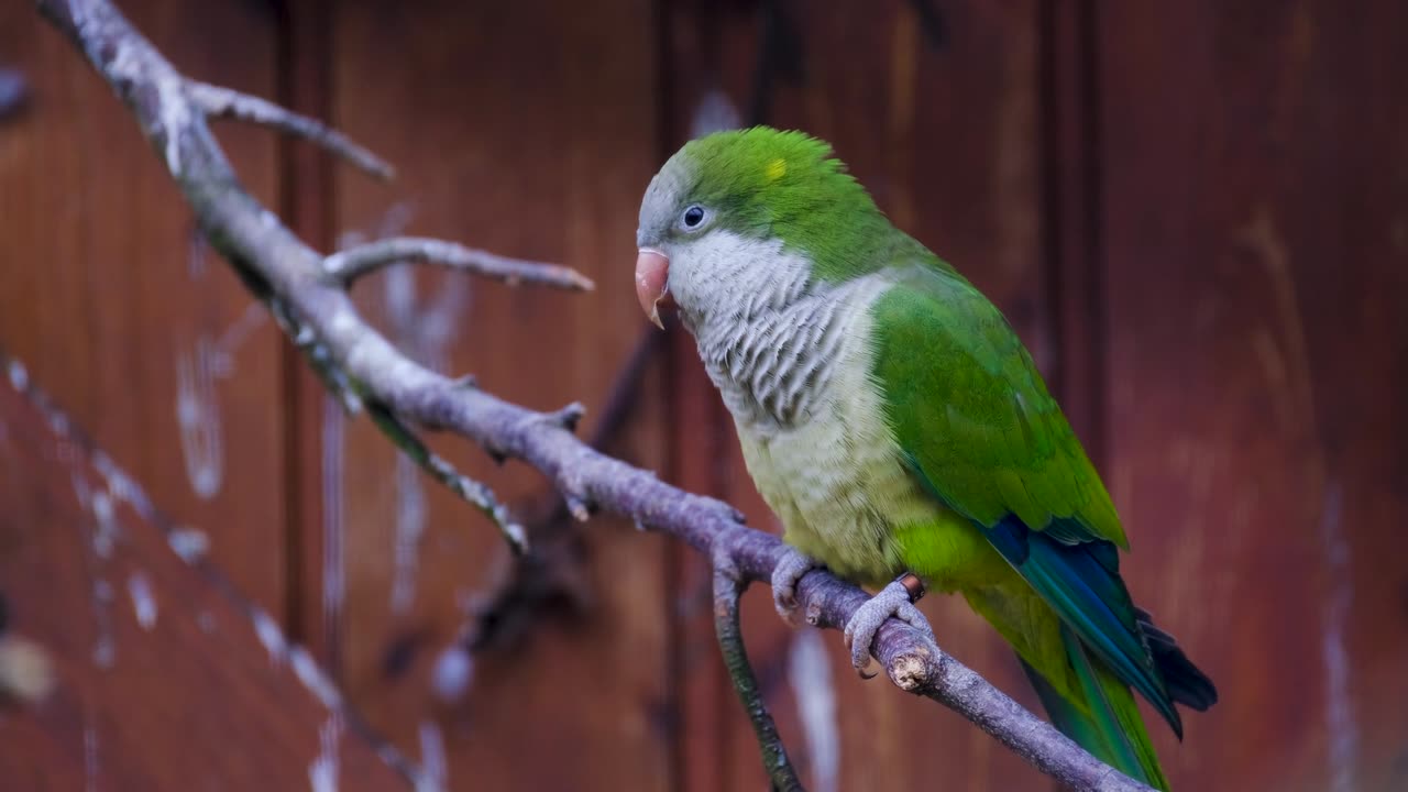 A beautiful parrot is sitting on tree and enjoying
