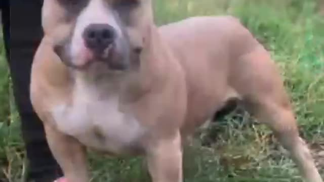 American Bully pets