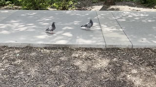 Showers sidewalk in Edmonton