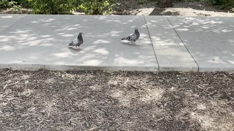 Showers sidewalk in Edmonton