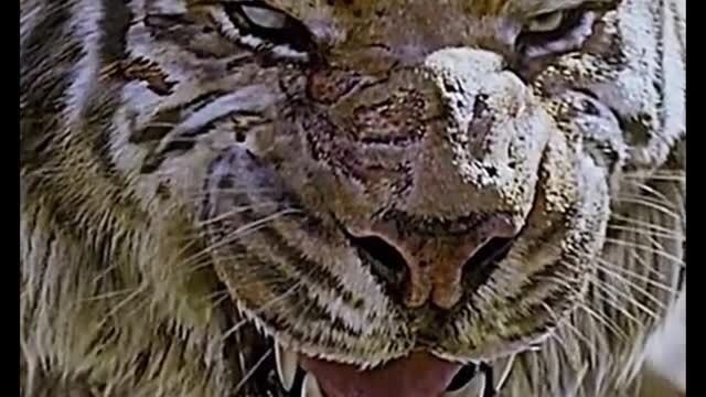 Only on TV have I ever seen such a fierce tiger