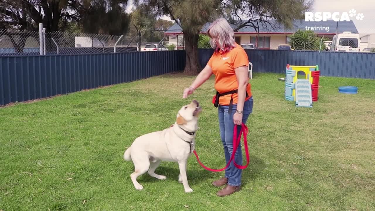 FREE DOG TRAINING – Lesson 1: how to teach your dog to sit and drop