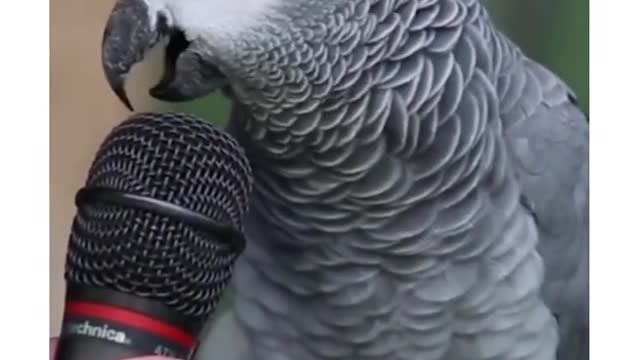 Parrot Talking