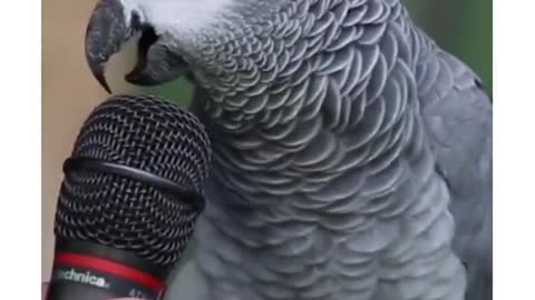 Parrot Talking