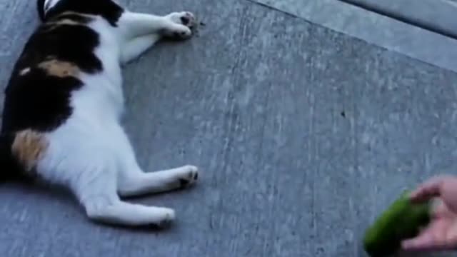 Pet funny video