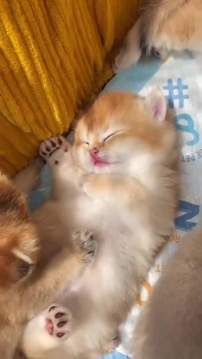 Too Cute Cats and Kittens videos Compilation