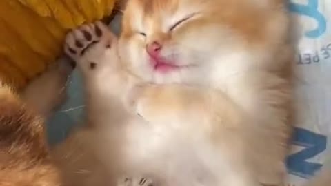 Too Cute Cats and Kittens videos Compilation