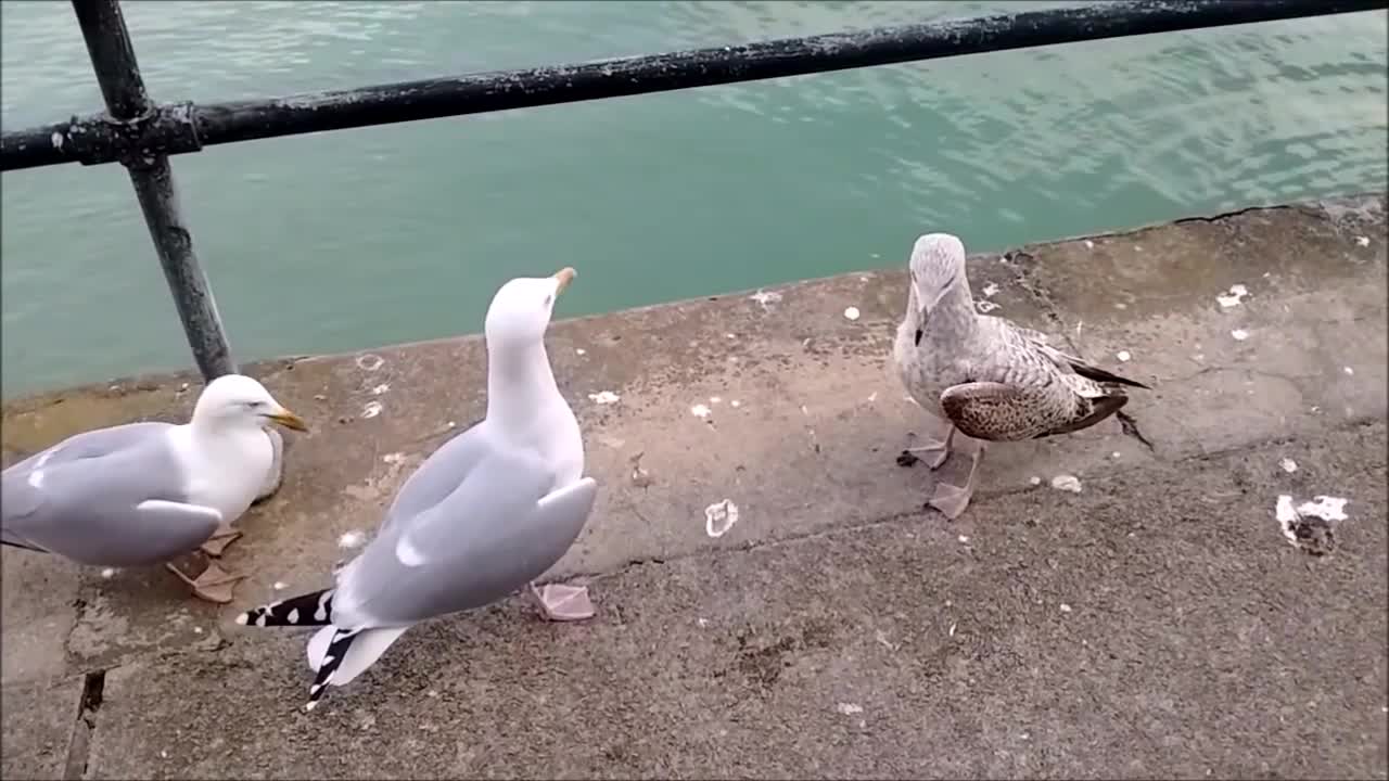 Imbecile Gulls Fighting