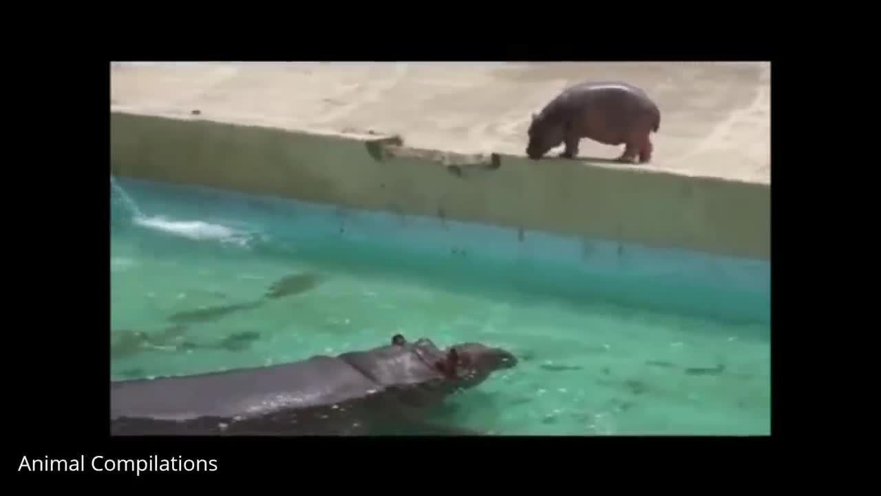 Cutest baby Hippos