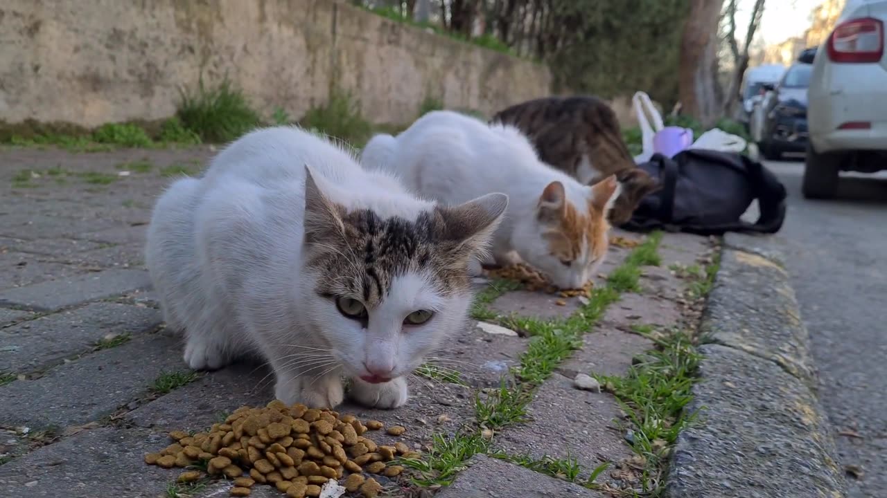 Very cute Street cats gather around