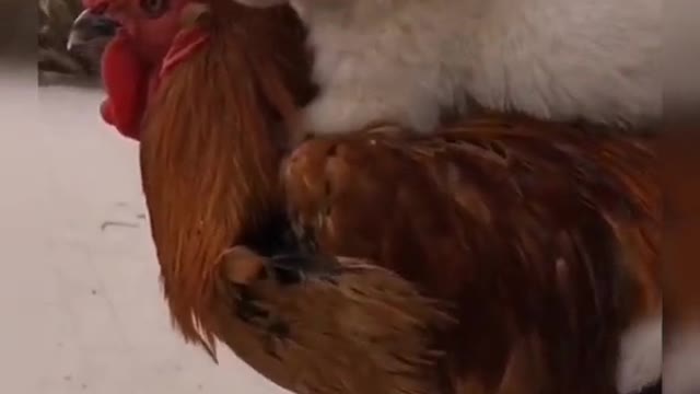 Funny dog - Puppy and rooster can also be good friends