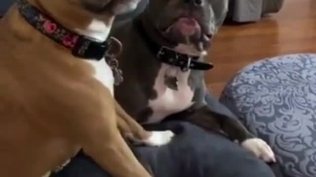 !!!AMAZING DOG FAIL 2022!!!