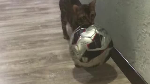 Cat trained for playing