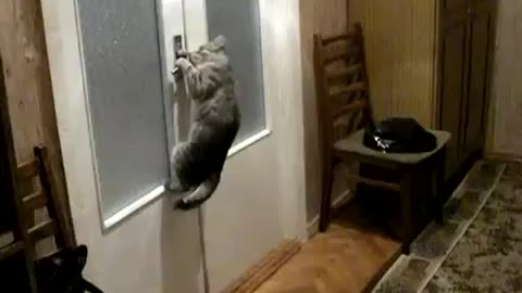 the cat opens the door