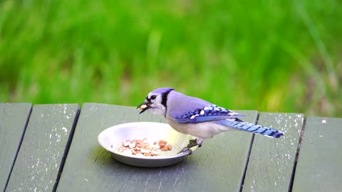 Bird gether food