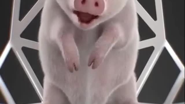 Baby pig crying foul - Funny😂😂