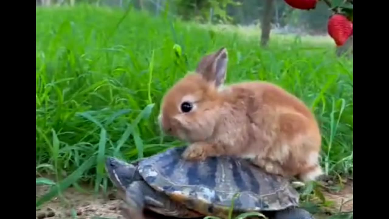 Bunny funny with tortoise 🫠😀😀