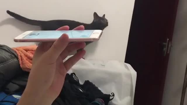 My Cat want a female partner