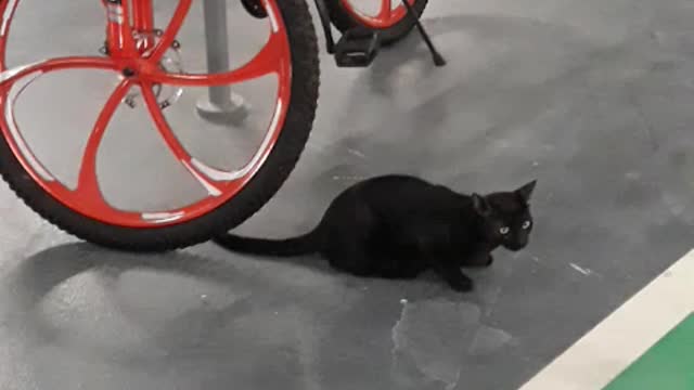 Cat is waiting for her friend to go for a bicycle ride.