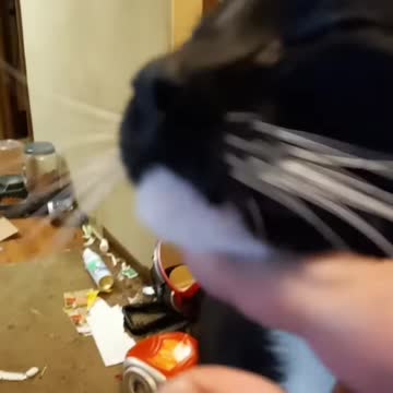 Moon pie looking for loves #shorts #shortsvideo #shortsfeed