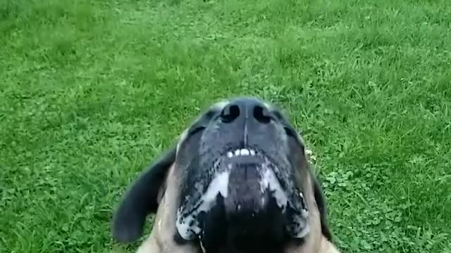 English Mastiff Catching Treat in Slow Motion