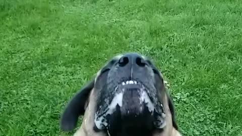 English Mastiff Catching Treat in Slow Motion