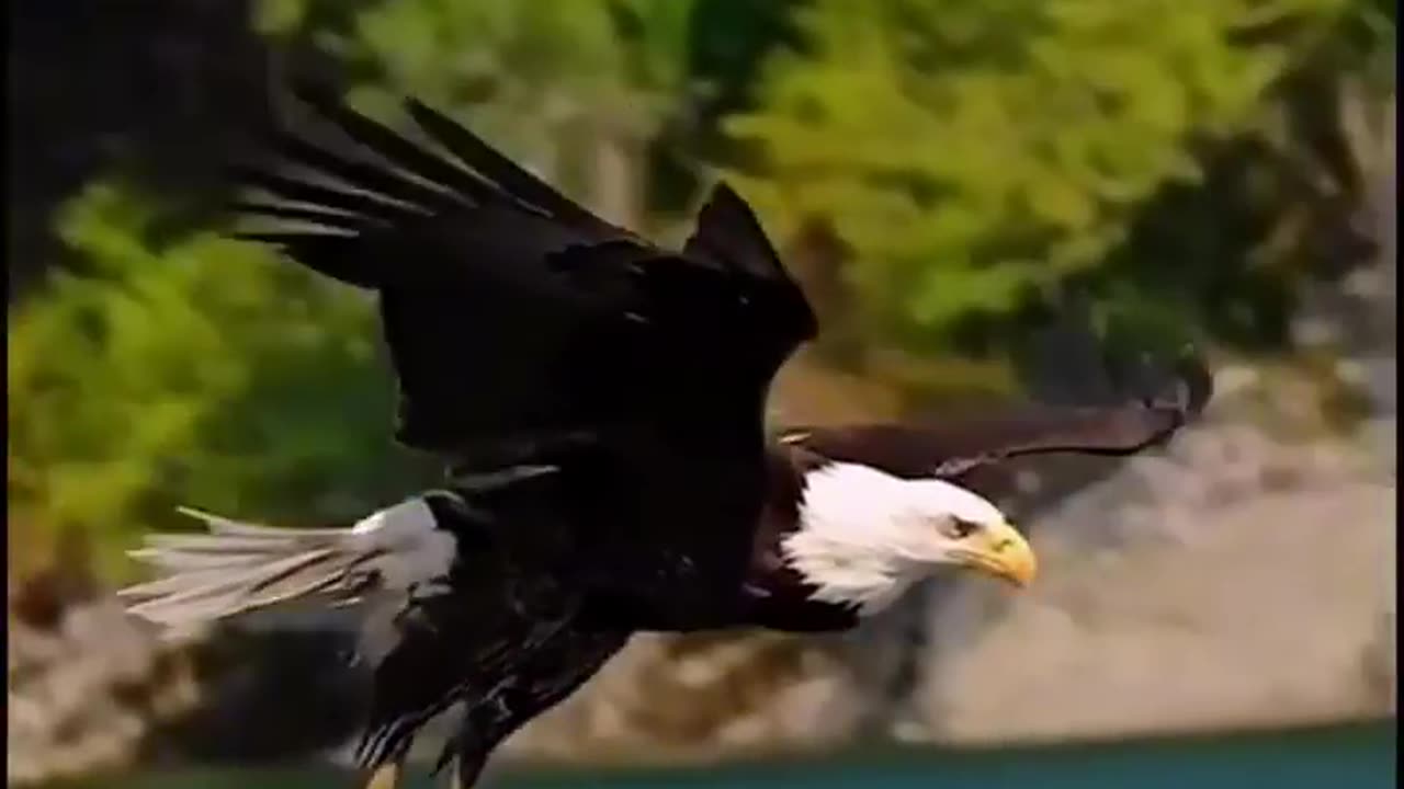 Eagle attacks - Never skip wildlife