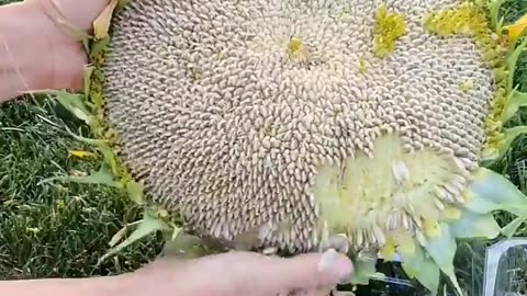 SUN Flower