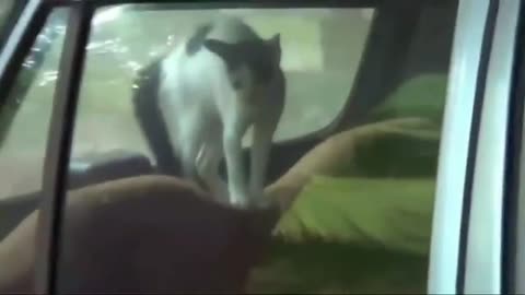 Funny cat animals videos