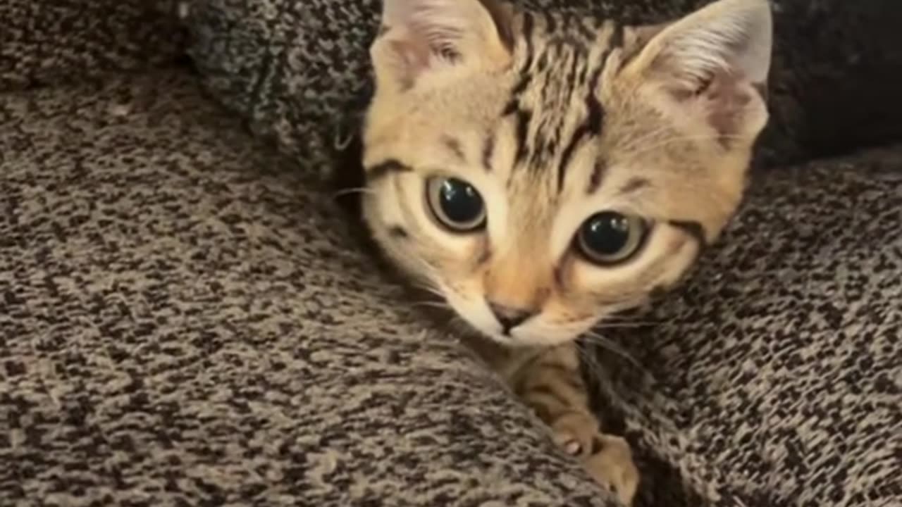 Cutie kitten mnaau