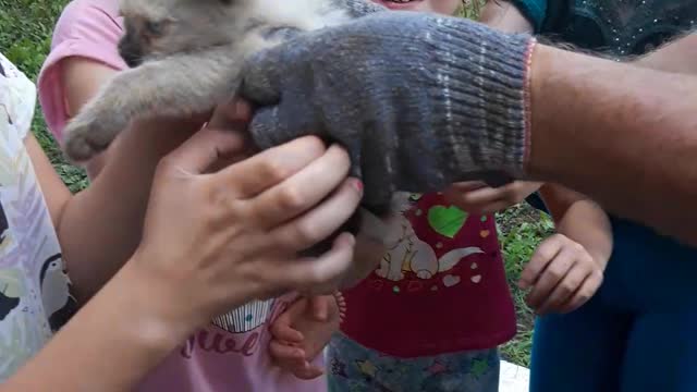 Kitty Rescued from Car Engine Bay