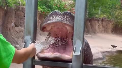 Don’t forget to water your hippos