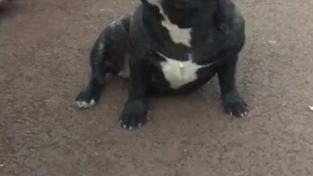 The dog was forced by the owner to stand still for too long as a phone holder