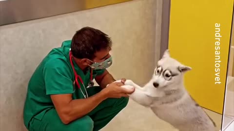 vaccinate a wolf