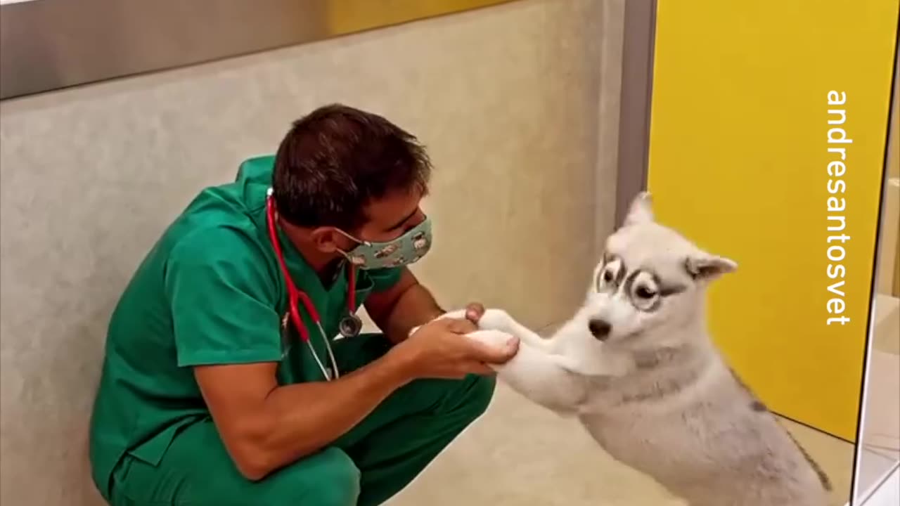 vaccinate a wolf