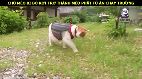 Gặp gỡ Chú Mèo phật tử ăn chay và chăm chỉ nghe Kinh Phật __ Review Con Người Và Cuộc Sống