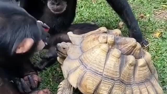 CHIMPANZEE GIVES HIS FOOD TO POOR TORTOISE