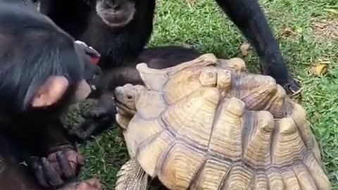 CHIMPANZEE GIVES HIS FOOD TO POOR TORTOISE