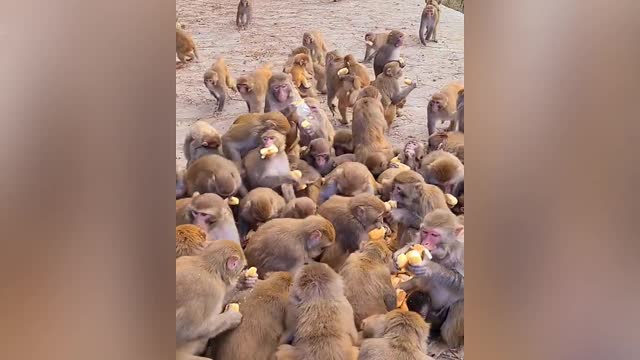 These monkeys are happy because there is an all-you-can-eat party 🍞🙊