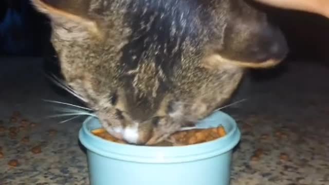 cute cat eating