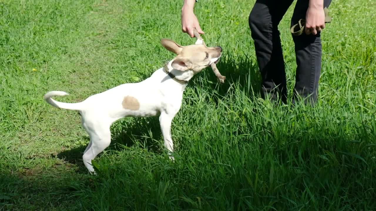 Master playing a dog with a stick. Physical activity and dog training