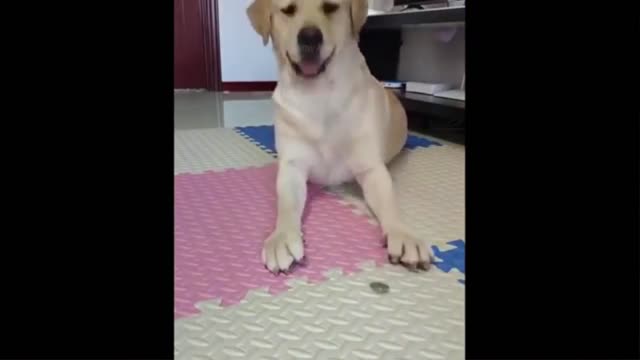 Best Of The 2021 Funny Animal Videos 5