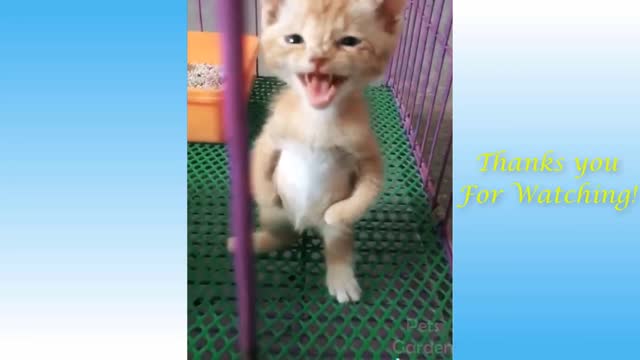 Cute Cat and Cut Dog Fanny Video