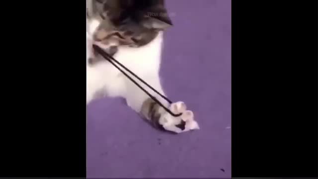 Animal Funny Video