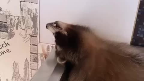 Raccoon snores