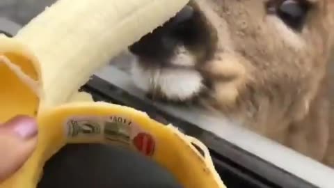 These animals are full of enthusiasm, keep you entertained