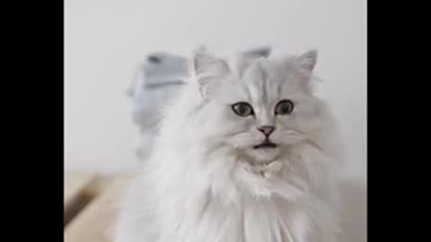 Cute Cat Video😘😘😘😘