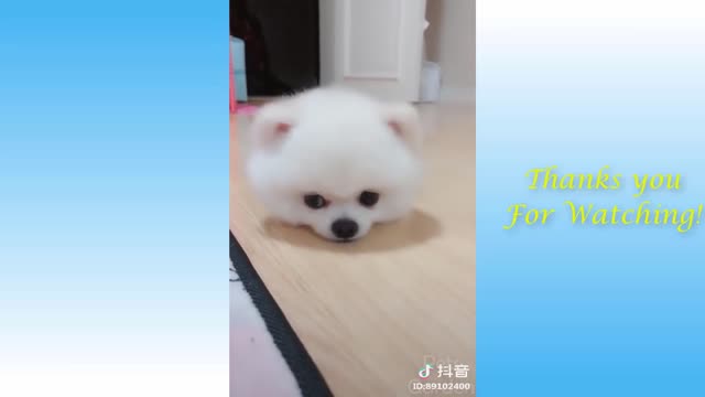 Funniest Animals 2021 collection