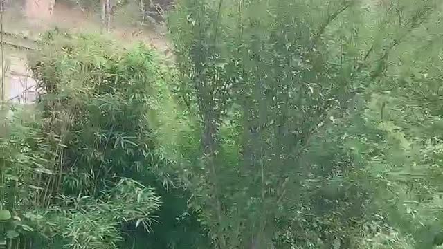 what tree is this